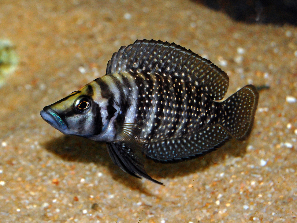 Altolamprologus calvus