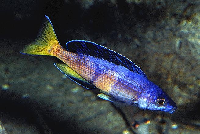 Cyprichromis sp.