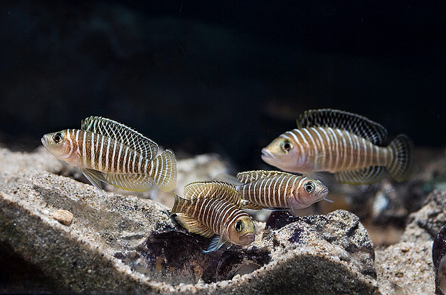 Neolamprologus similis